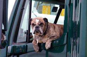 6 причин почему собаку укачивает в машине | ваши питомцы