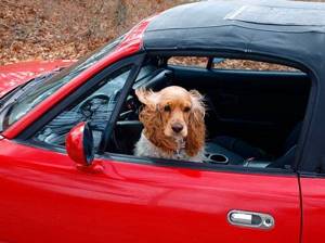 Собаку укачивает в машине и тошнит, как помочь