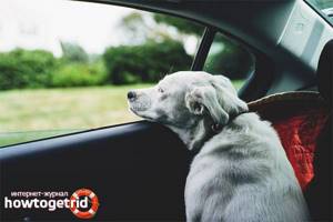 Собаку укачивает в машине – как с этим бороться
