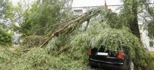 Падение дерева на автомобиль: подробная инструкция