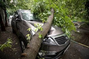 Что делать если на машину упало дерево а страховки нет © юрист горячая линия