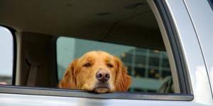 Собаку укачивает в машине – как с этим бороться