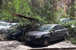 Упало дерево на машину - что делать?