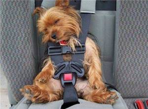 Перевозка собак в машине - инструкция