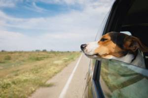 Собаку укачивает в машине что делать — причины и какие таблетки можно дать