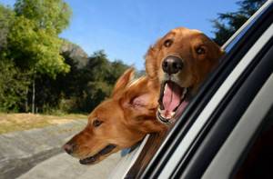 Таблетки для собак от укачивания. что делать, если собаку укачивает в машине?