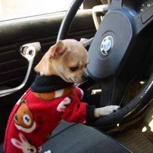 Собаку укачивает в машине или другом транспорте: как понять и что делать владельцу