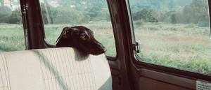 ᐉ собаку укачивает в машине что делать - причины и какие таблетки можно дать - zoovet24.ru