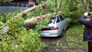 Порядок действий в случае, если дерево упало на машину