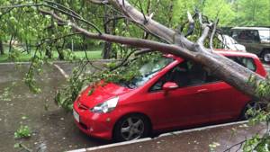 Что делать если на автомобиль упало дерево?