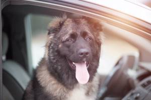 Почему собаку укачивает в машине: причины, меры профилактики