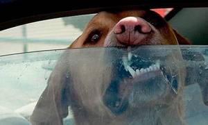 Что делать, если собаку укачивает в машине, почему это происходит и как с этим бороться при помощи лекарств