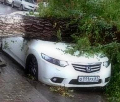Порядок действий если на машину упало дерево