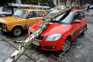 Упало дерево на машину: что делать, куда обращаться, кто виноват, судебная практика