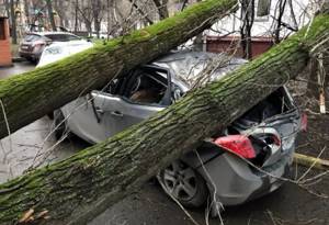 Дерево упало на машину: куда обращаться, кто возместит ущерб