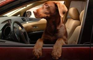 6 причин почему собаку укачивает в машине