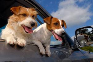 Собаку укачивает в машине: почему, что делать, какие таблетки давать